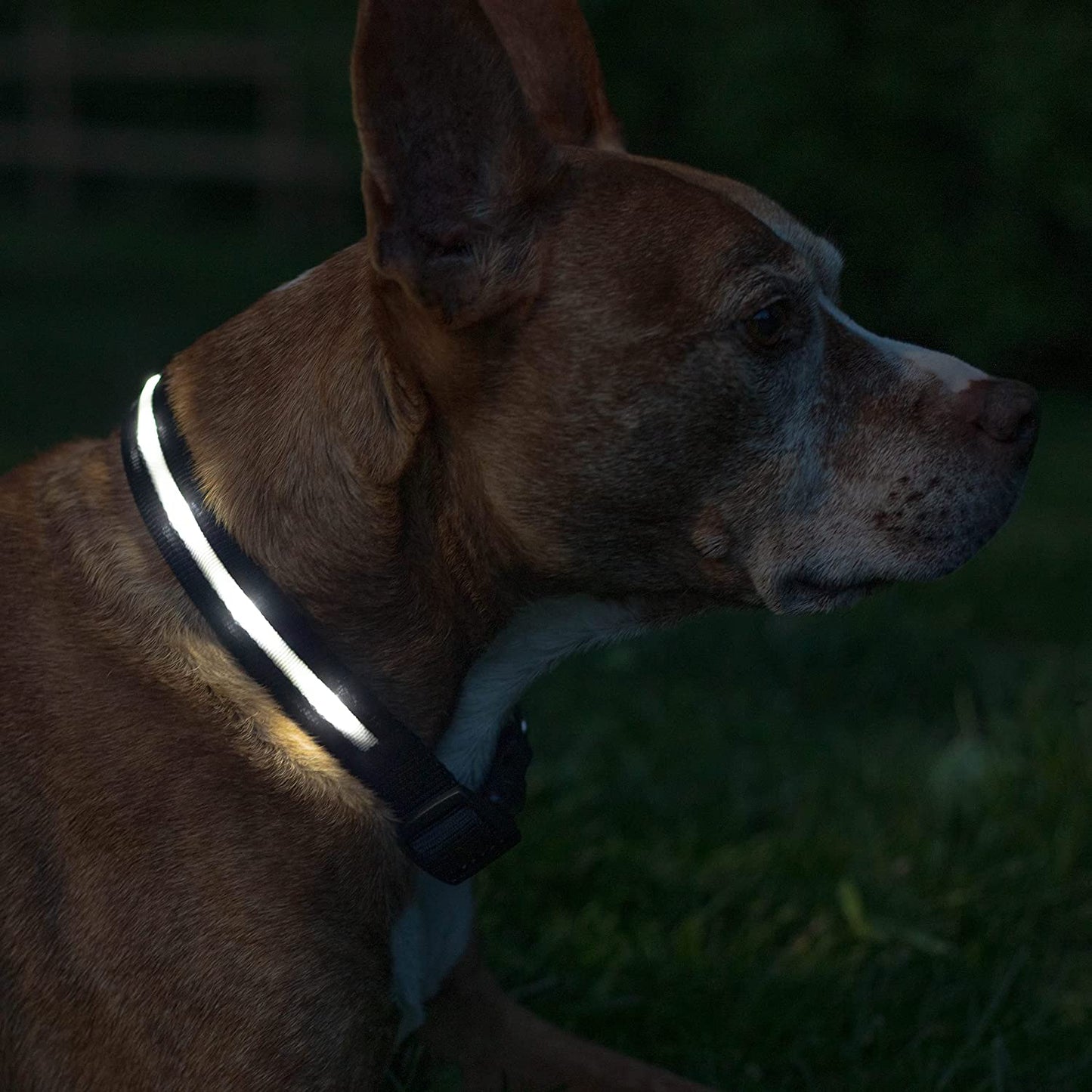 Brightest Light up Dog Collars - the Original LED Dog Collar with 1,000 Feet of Visibility - USB Rechargeable Waterproof Dog Collar Light - Dog Lights for Night Walking - USA Brand